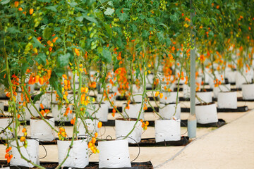 Naklejka premium Organic cherry tomatoes growing in greenhouse with white bags with irrigation drip system