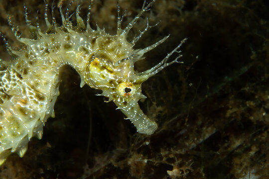Detailed Seahorse Portrait: Close-up of a Long-snouted Seahorse (Hippocampus guttulatus) highlighting its unique skin filaments and eye, Tamariu, Spain