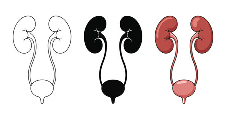 Obraz premium Anatomy of human renal system with kidneys and bladder shown in line art silhouette and color icons
