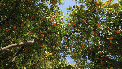 Fototapeta premium Orange trees in Parque de María Luisa, a public park that stretches along the Guadalquivir River in Seville, Spain. It is the main green area of ​​Seville 