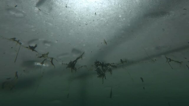 Underwater view of spring ice breaking on river on sunny day. Thin ice drifts in green water, carrying algae and fallen leaves with it. Ice floats downstream over freshwater algae in sun's rays.
