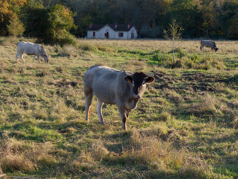 Longhorn cow grazing in a rural meadow at sunset with an old farmhouse in the background.