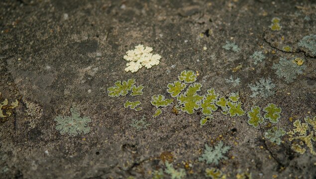 Showing yellow-green foliose lichen cluster resting on rock, with cream patch and tiny apothecia