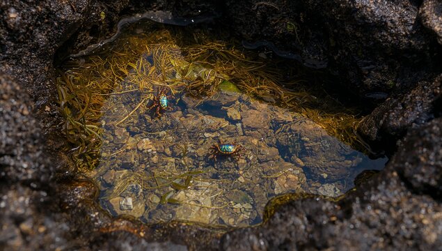 Shimmering shallow tidal pool revealing two iridescent crabs amid seaweed on volcanic rock