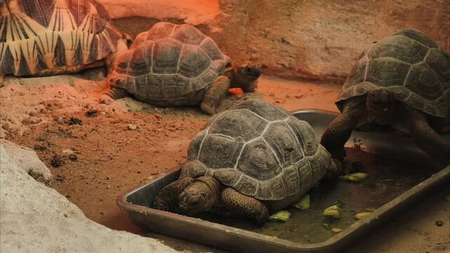 Turtles rest in a sandy enclosure with warm lighting. One turtle has a star-shaped shell pattern. Another turtle is partially hidden beneath a rock