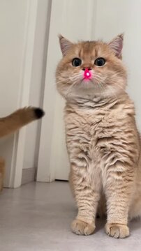 An adorable golden british shorthair cat engages in playful interaction with a bright red laser pointer, demonstrating its natural hunting instincts and curious nature while focused intensely on the m