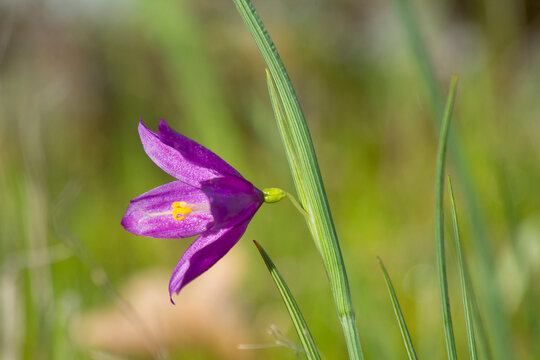 Grass Widow Lily Flower Close Up in the Columbia River Gorge in Early Spring