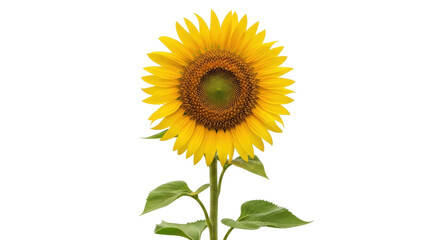 Fototapeta premium Bright yellow sunflower isolated PNG on transparent background, vibrant summer flower with green leaves for design and decoration projects