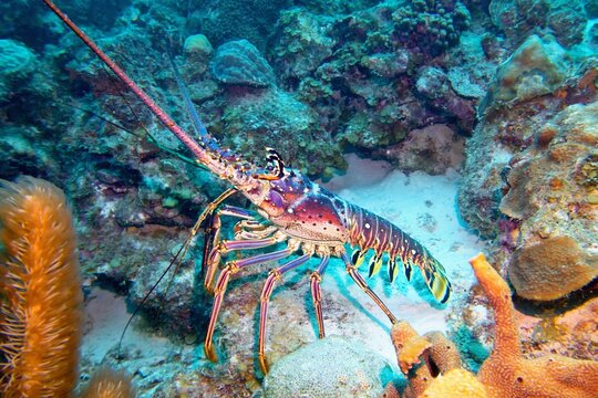 Caribbean Spiny Lobster,Bonaire, Caribbean Netherlands