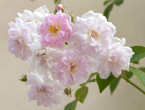 Gros plan de fleurs blanc ros&eacute; d'un rosier grimpant