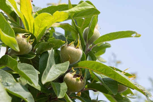 Mespilus germanica