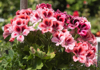 Fototapeta premium Fleurs de Pelargonium grandiflorum 