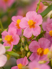 Obraz premium Hélianthème 'Lawrenson's Pink' 