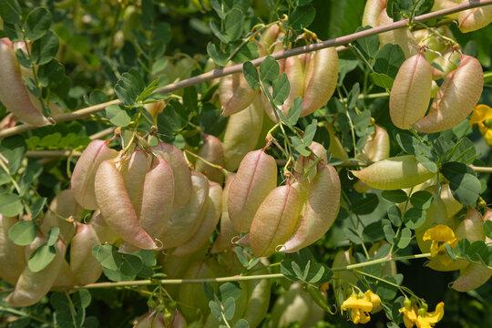 Colutea arborescens	
