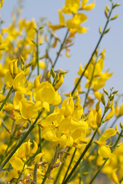 Spartium junceum