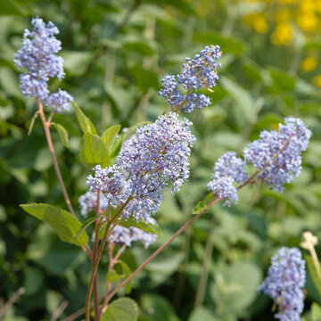 Ceanothus americanus	