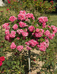 Fototapeta premium Rosier rose sur tige
