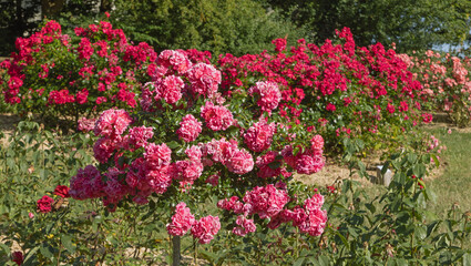 Rosier rose sur tige