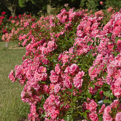 Roseraie d'un parc floral	