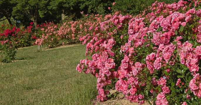 Roseraie d'un parc floral	