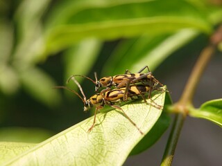 Fototapeta premium Bamboo Tiger Longhorn Beetle or scientifically known as Chlorophorus annularis is mating