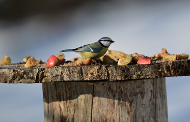 Eurasian blue titmouse searching for food in the snow in winter © Pavol Klimek
