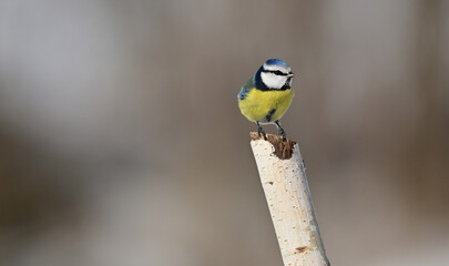 Portrait of a Eurasian blue titmouse sitting on  tree branch in winter © Pavol Klimek