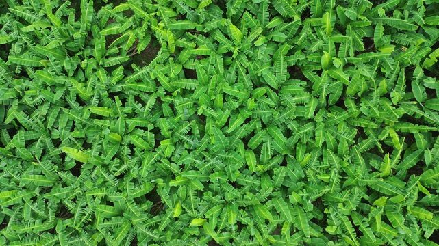 Tropical Banana Farm Aerial View Agriculture Landscape