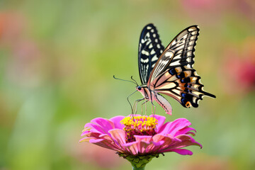 Swallowtail Butterfly Sipping Nectar from a Vibrant Pink Zinnia Flower in a Lush Garden Capturing the Essence of Summer and the Beauty of Nature's Interplay