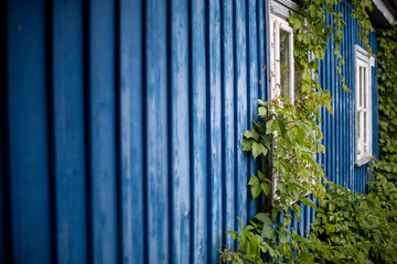 Blue wooden wall of traditional house with climbing green vine, copy space © Marilin