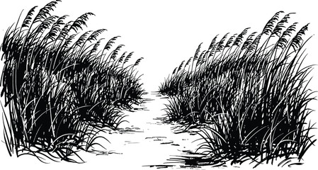 Wild tall grass pathway illustration, natural field vegetation landscape line art, countryside meadow plants vector isolated background © jamiul