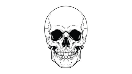 Fototapeta premium Human skull is presented in a detailed black and white line-art illustration suitable for scientific or gothic themed design work.