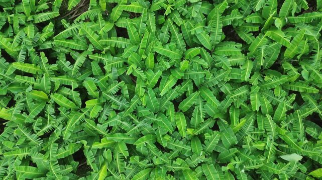 Tropical Banana Farm Aerial View Agriculture Landscape
