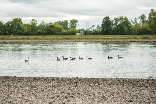 Kanadag&auml;nse Branta canadensis schwimmen in Reihe mit Anf&uuml;hrer am Rhein bei Speyer in H&ouml;he des Bergh&auml;user Altrhein. vor F&ouml;rderband f&uuml;r Kiesabbau