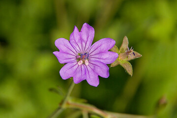 Obraz premium Closeup of a pink common mallow flower, selective focus on a green bokeh background - Malva sylvestris 