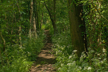 Fototapeta premium hiking trail through a green spring forest in Latemse meersen nature reserve, Sint-Martens Latem, Flanders, Belgium 