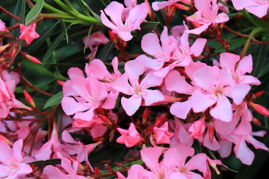 The pink oleander, best flowers, bloomed in spring. Shrub, small tree, garden plant. Pink summer oleander background