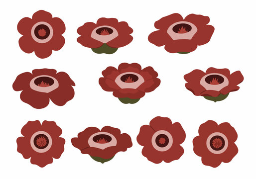 Vector illustration set of Rafflesia arnoldii, the parasitic giant corpse flower, isolated on white background, representing tropical Asian biodiversity.