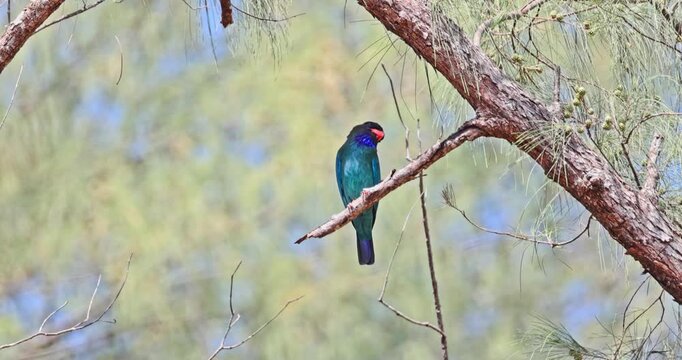 Oriental dollarbird perching on pine tree branch in tropical forest. wildlife, nature, birdwatching, tropical, exotic, colorful, avian, biodiversity.