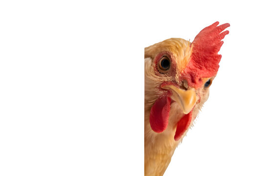 Close-up of a curious and attentive chicken's head with bright red comb and wattles peeking from the side on transparent background.&nbsp;