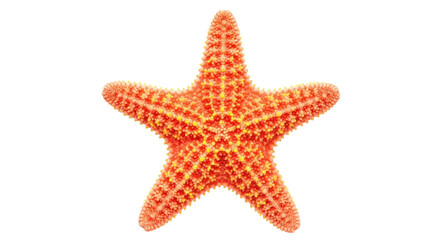 Orange starfish PNG isolated on transparent background, spiky sea star with yellow accents for marine life and summer designs