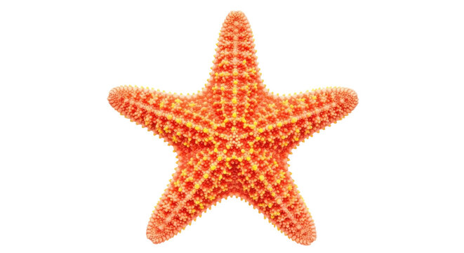 Orange starfish PNG isolated on transparent background, spiky sea star with yellow accents for marine life and summer designs