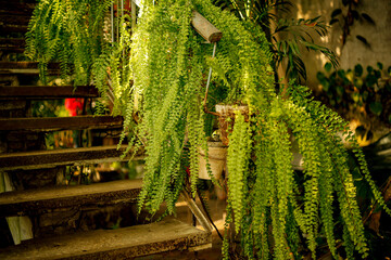Large lush hanging Nephrolepis Fern in a greenhouse surrounded by other tropical and potted plants