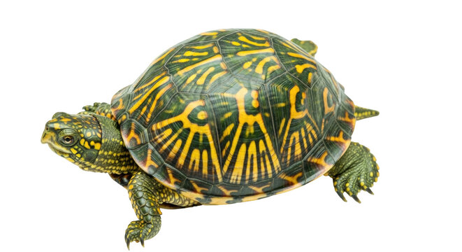 Eastern box turtle PNG isolated on transparent background, colorful reptile with yellow and green shell, native North American wildlife