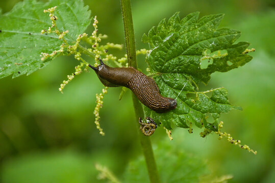 Brown slug on anettle plant - arion. 