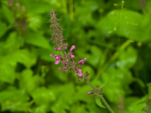  Purple hedge woundwort flowers - Stachys sylvatica. 