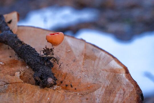 Sarcoscypha austriaca - mushroom known as Scarlet elfcup