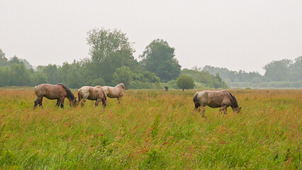 Fototapeta premium brown belgian draft horses in a meadow on a misty day in Bourgoyen nature reserve, Ghent, Flanders, Belgium
