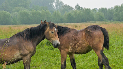 Fototapeta premium brown belgian draft horses in a meadow on a misty day in Bourgoyen nature reserve, Ghent, Flanders, Belgium