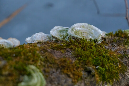Hairy bracket fungus Trametes hirsuta on a log